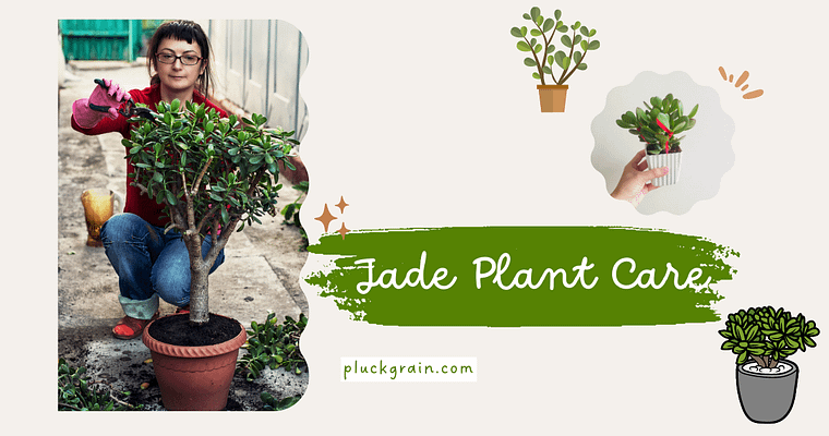 A novice gardener’s guide to Jade plant care