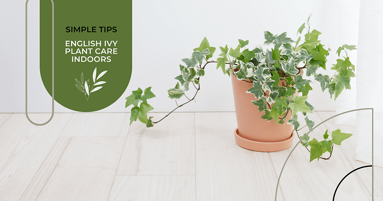 Everything you need to know about English Ivy plant care indoors