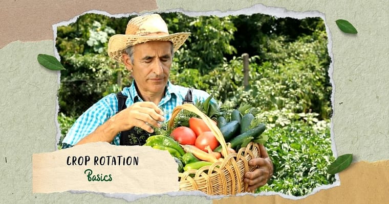 Everything You Need to Know about Crop Rotation