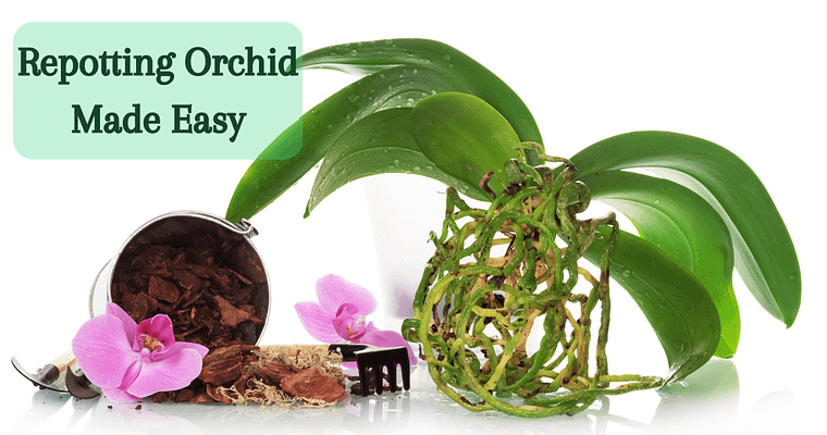 New Gardener’s Guide to Repotting Orchid at Home