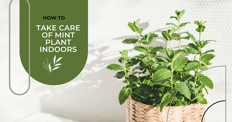 Indoor Mint Care Tips for Novice Gardener