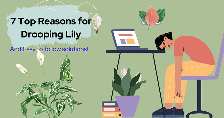 7 Possible Reasons for your Drooping Peace Lily