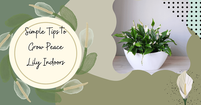 Grow Peace Lily Indoors with These Simple Tips