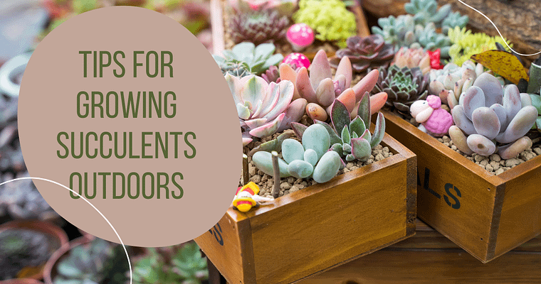 Growing Succulents Outdoors: Tips for Thriving Plants